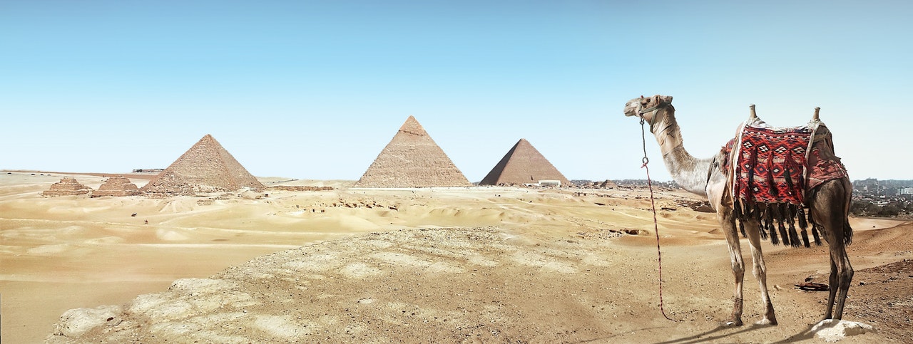 wielbłąd na tle piramid