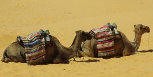 wielbłądy na pustyni